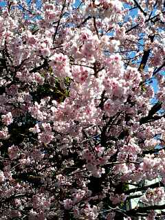 上野の大寒桜