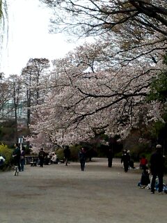 善福寺公園の桜