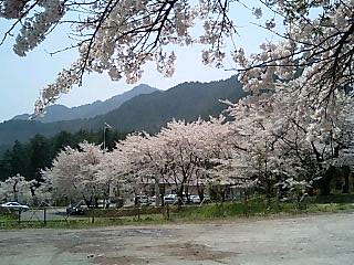 有明神社の桜