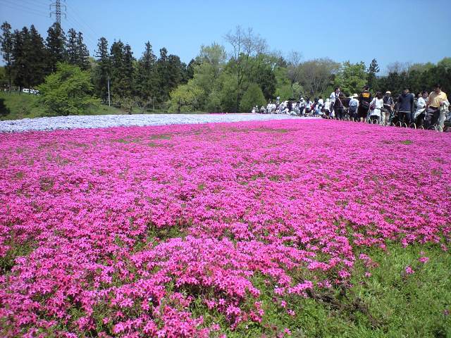 羊山公園の芝桜