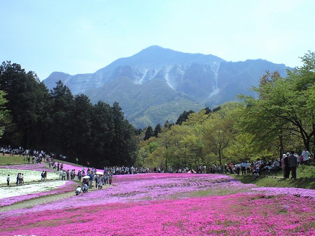 芝桜と武甲山