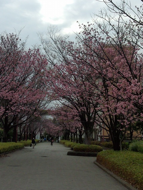 Sakura 1