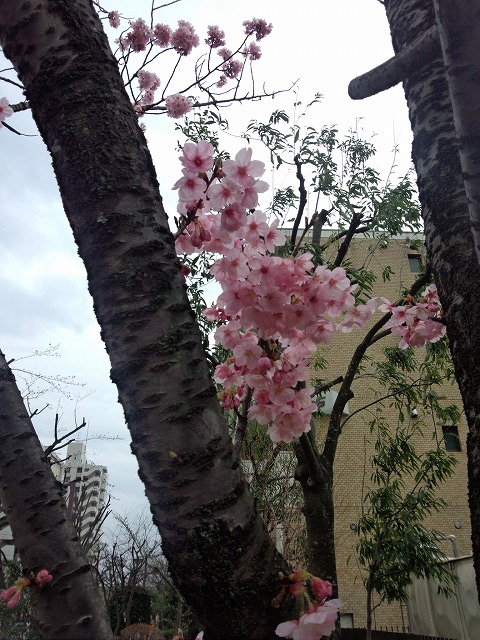 Sakura 2