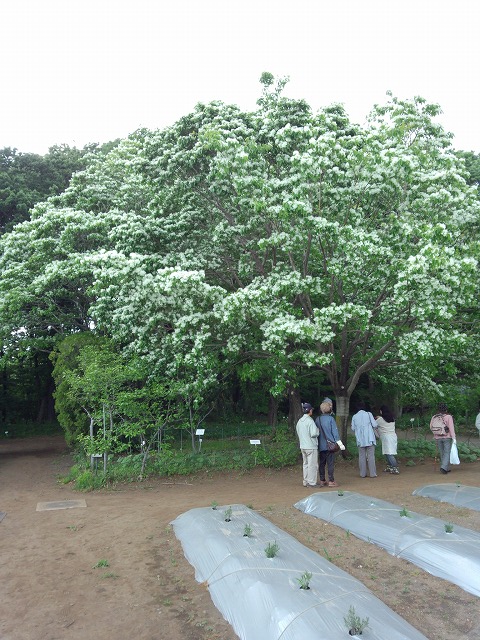 ナンジャモンジャの木