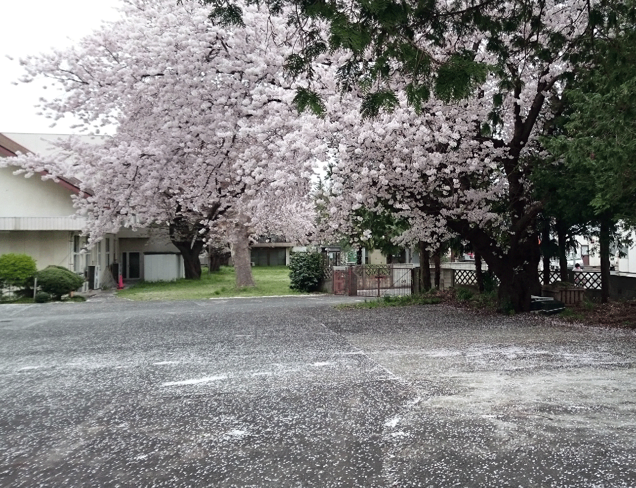 花弁の雪
