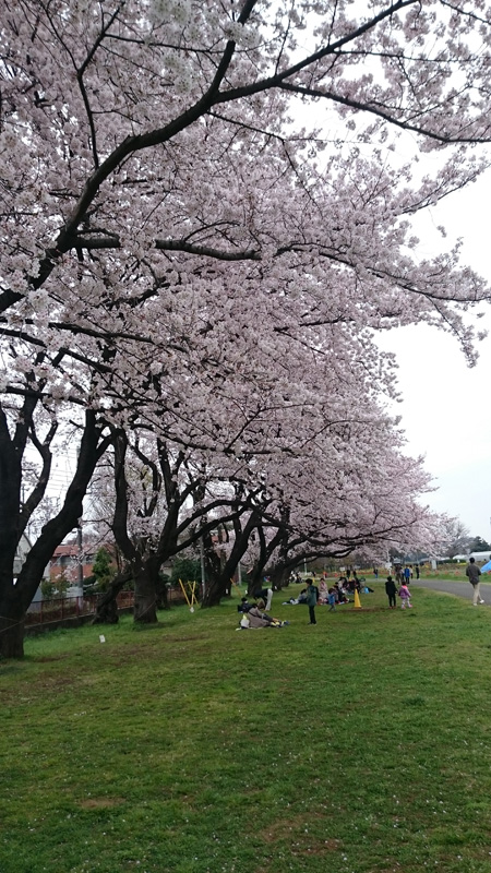 東大農場の桜